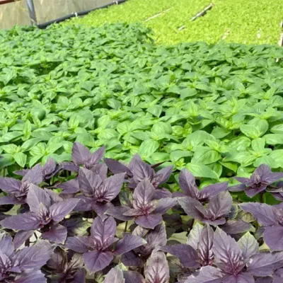 agriculure innovation-1